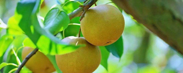梨子酒的釀制方法 梨子酒的釀制方法是什麼