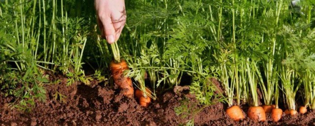 胡蘿卜的種植方法 胡蘿卜的種植方法介紹