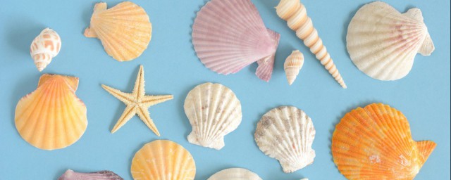 貝殼怎麼保存 保存前如何清洗