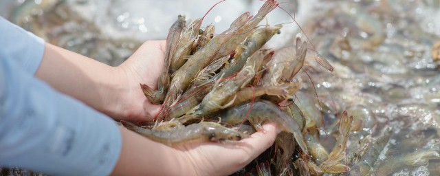 活的蝦怎麼保存 具體需要怎麼操作保存