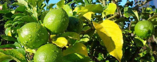 檸檬種子種植方法 怎樣種植檸檬種子