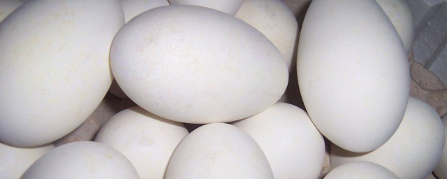 鵝蛋要煮多久才熟 鵝蛋要煮多長時間