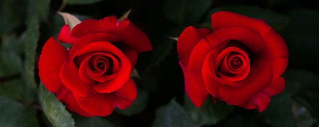 白玫瑰紅玫瑰經典語錄 張愛玲白玫瑰紅玫瑰語錄摘選