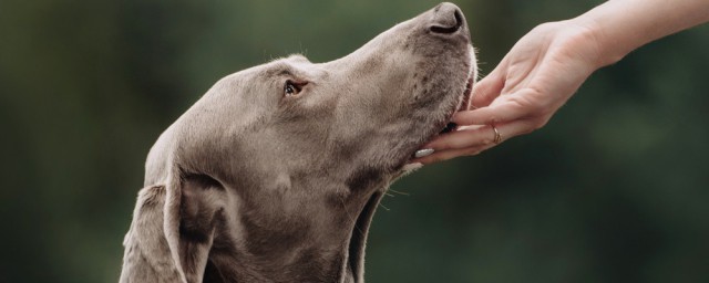訓練馬犬最簡單的辦法 傢庭訓養馬犬的方法分享