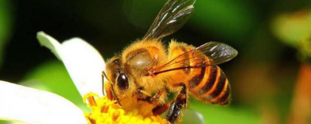 夢見很多蜜蜂是什麼意思 夢見很多蜜蜂的夢境解析