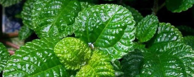 草莓吊蘭的養殖方法 草莓吊蘭的養殖方法簡單介紹