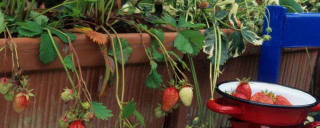 陽臺草莓怎麼種植方法 日常管理應該註意什麼