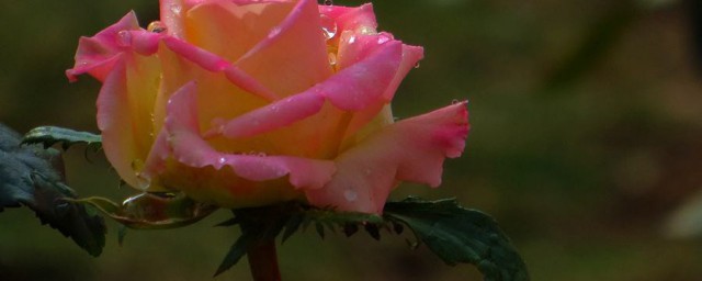 香水玫瑰花種植方法 香水玫瑰花種植方法介紹