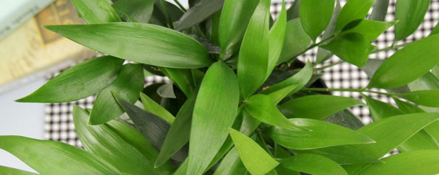 長壽竹的繁殖方法 長壽竹應該怎麼施肥