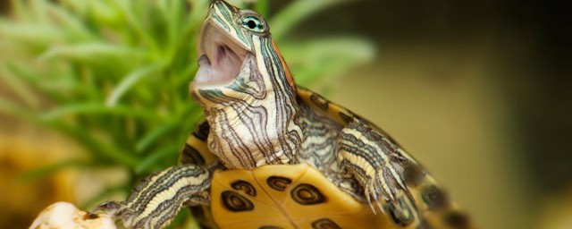 小烏龜多久換一次水 換水有什麼技巧