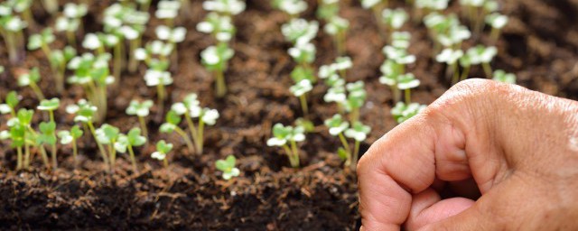 花卉營養土的配制方法 花卉營養土怎麼配制