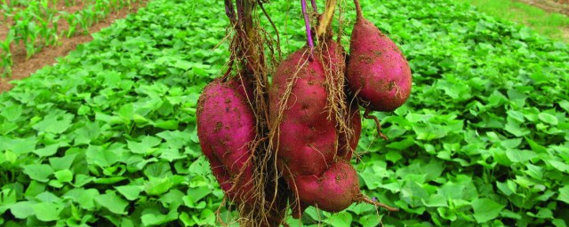 紅薯的種植方法 紅薯的種植方法介紹