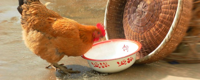 養雞省飼料的方法有哪些 如何提高飼料利用率