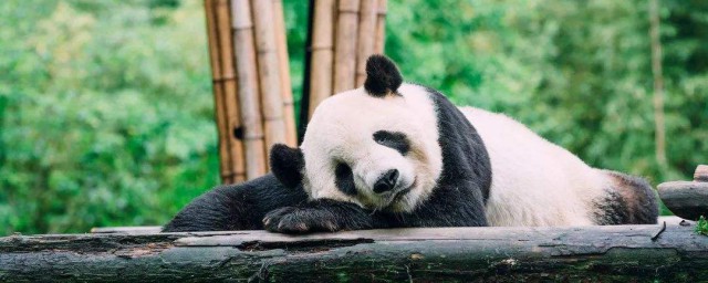 熊貓的生活習性 它們都是怎麼生活的