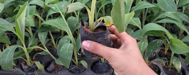 香蕉種子盆栽種植方法 種植香蕉種子盆栽的方法
