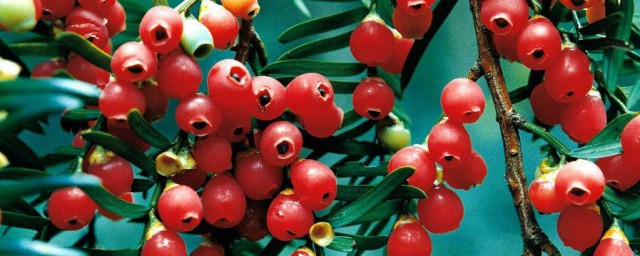 紅豆杉的功效與作用及食用方法 紅豆杉的功效與作用及食用方法是什麼