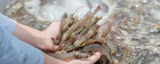 海蝦的冰凍方法 海蝦的冷凍方法是什麼