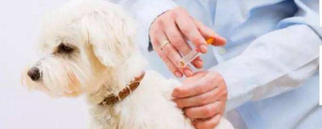 狗狗什麼時候打疫苗 狗狗打疫苗的時間