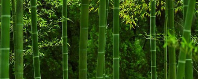 竹子有什麼作用 利用竹子各個性質發揮作用
