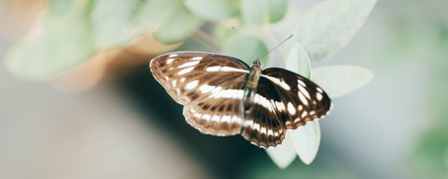 蝴蝶辨別食物味道用身體哪個部位 蝴蝶的介紹
