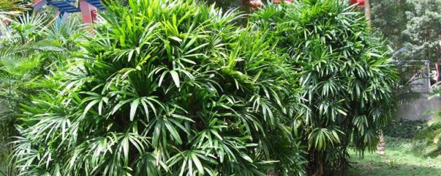 觀音棕竹的養殖方法 養殖觀音棕竹的方法