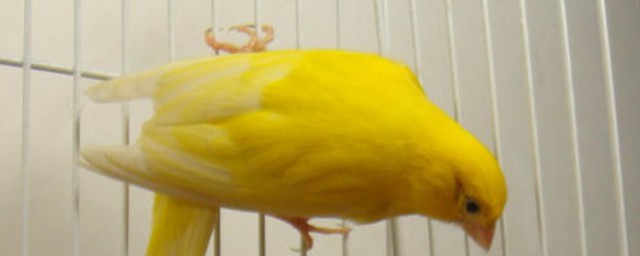 黃玉鳥的養殖方法 黃玉鳥怎麼養