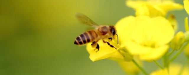 蜜蜂怎麼過冬 蜜蜂如何過冬
