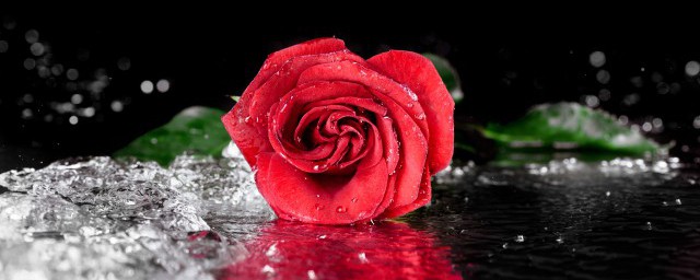 玫瑰花養護方法 玫瑰花養護方法有什麼