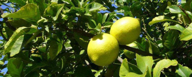 檸檬樹怎麼養殖方法 檸檬樹養殖方法是什麼