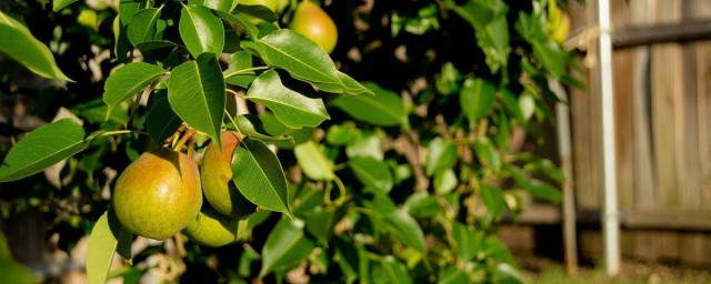 梨樹地栽方法 梨樹怎麼種