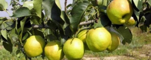 種植梨種子的方法 梨種子怎麼種