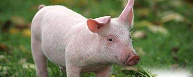 養豬飼料制作方法 養豬飼料怎麼做