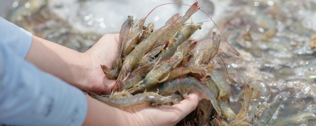 清理草蝦的方法 如何清理草蝦