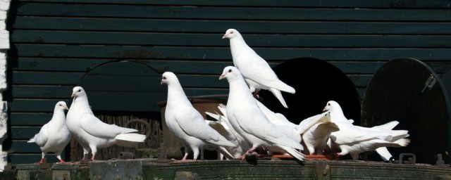 種鴿繁殖方法 老種鴿繁殖需要註意什麼