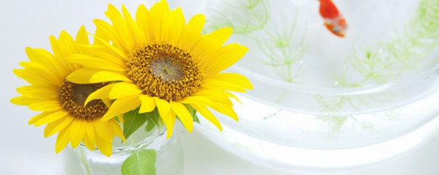 插向日葵的方法 水養向日葵的方法介紹