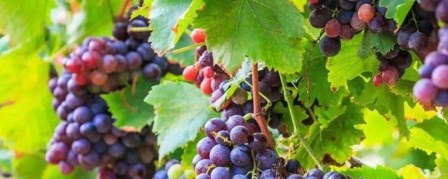 洗過的葡萄怎麼保存 洗過的葡萄推薦的保存方式