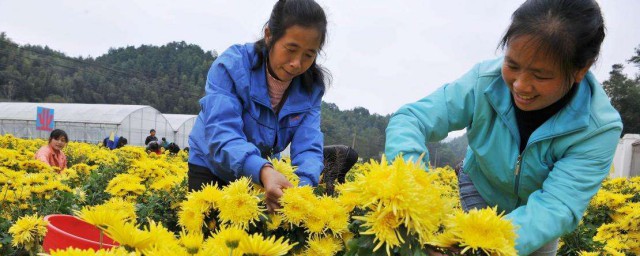 麗金菊的種植方法 麗金菊有什麼種植方法