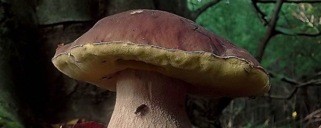 大腿蘑的制作方法 大腿蘑菇怎麼做好吃