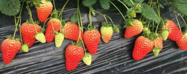 草莓上地膜的方法 大棚草莓覆蓋地膜的操作規程