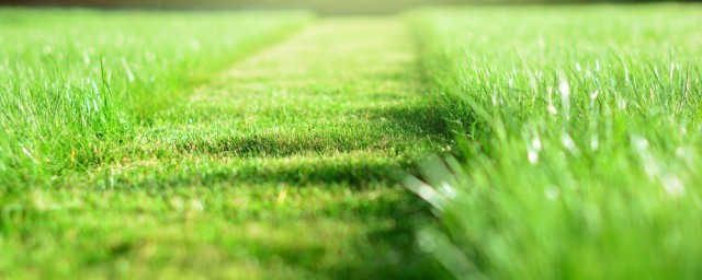 草坪正確施肥方法 追肥應該怎麼追
