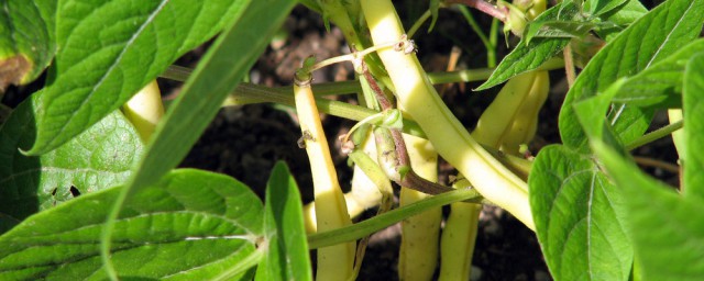 種植豌豆最好的方法 什麼時間種植最合適
