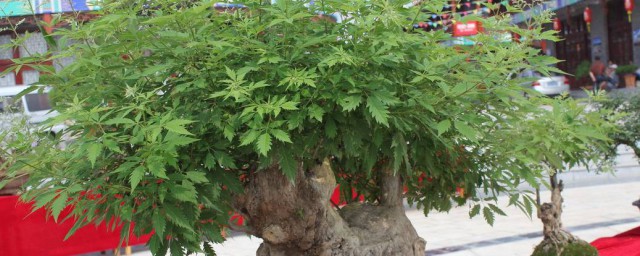 盆栽山荊樹養殖方法 荊樹疙瘩盆景的養護方法