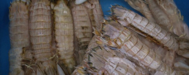養皮皮蝦的正確方法 養殖皮皮蝦的方法