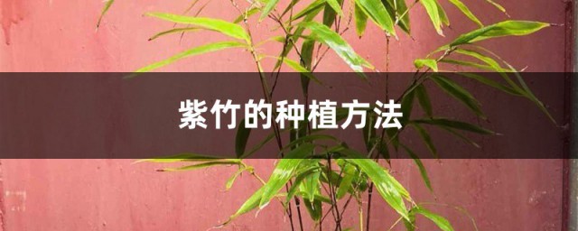 庭院紫竹的種植方法 需要怎麼澆水呢
