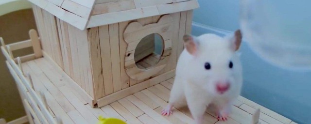 怎樣才能給小倉鼠做房子 小倉鼠的房子怎麼做