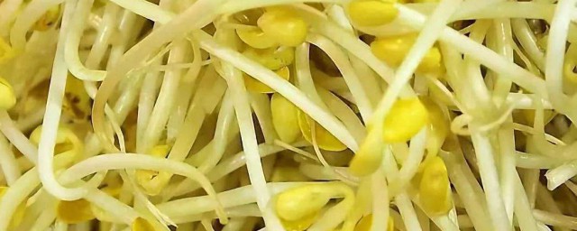 傢庭生黃豆芽的方法 傢庭如何生黃豆芽