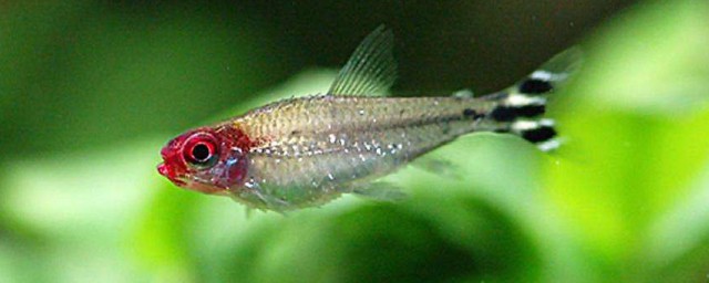 紅鼻剪刀魚繁殖技巧 紅鼻剪刀魚繁殖技巧都有哪些呢