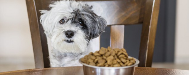 貴賓犬正確喂食方法 吃什麼口糧最合適