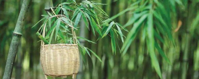 竹子種植方法 竹子如何種植