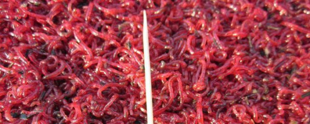 紅線蟲飼養方法 紅線蟲如何飼養